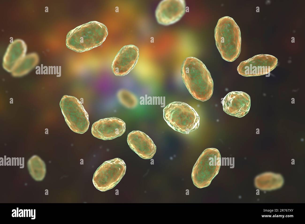 Yersinia enterocolitica, Gram negativo a forma di bacchetta batteri, un enterobatteria, computer illustrazione. Y. enterocolitica può causare enterite, un'infiammazione Foto Stock