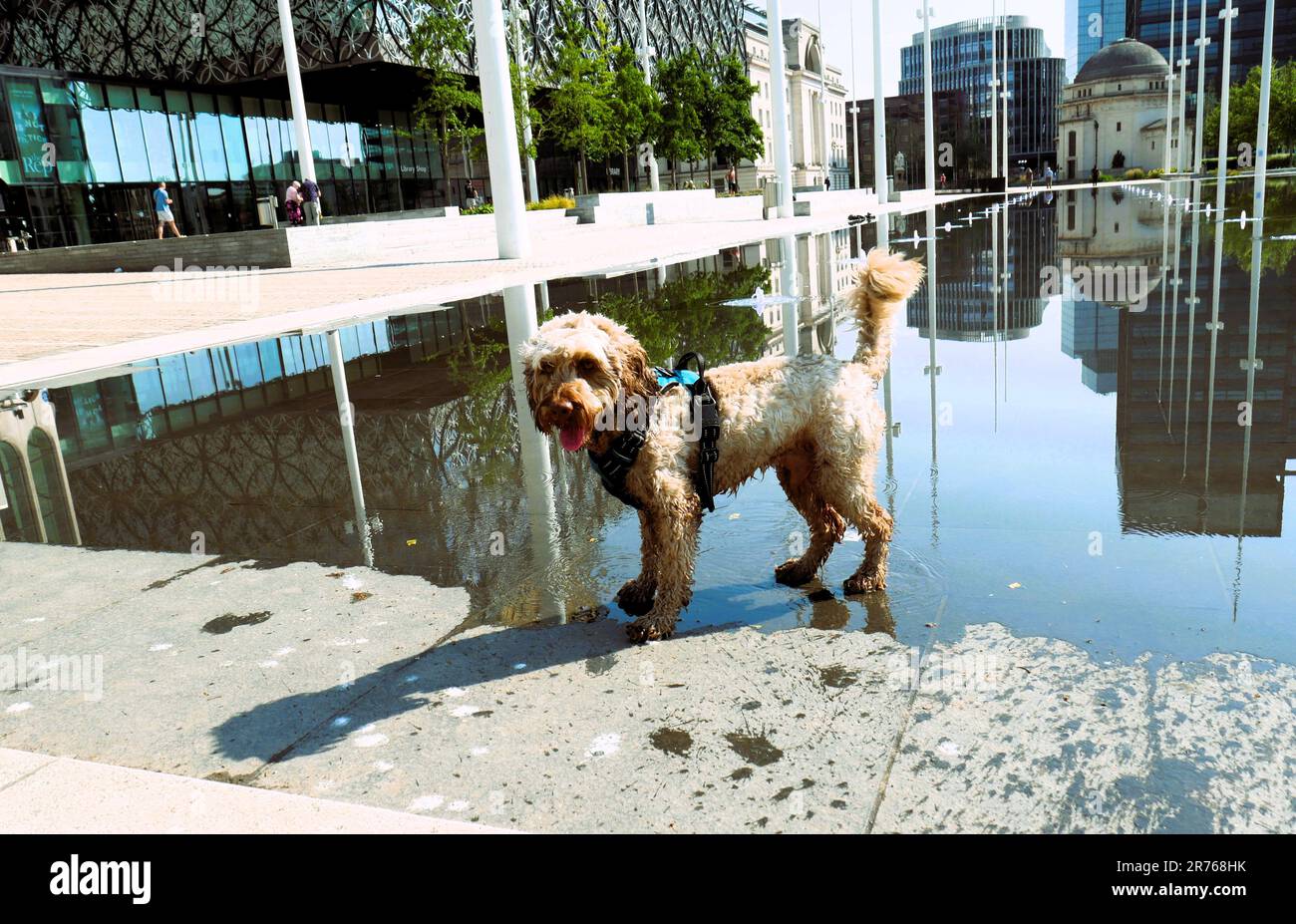 Cockapoo giocando nella fontana di Birmingham, Regno Unito Foto Stock