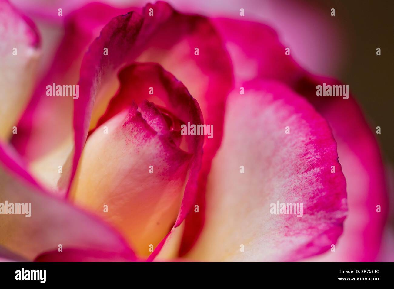 Petali rosa, primo piano, silenziati, morbidi Foto Stock