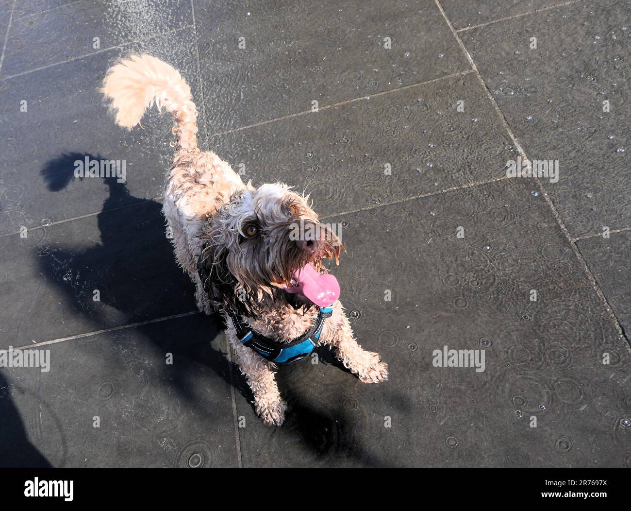 Cockapoo giocando nella fontana di Birmingham, Regno Unito Foto Stock