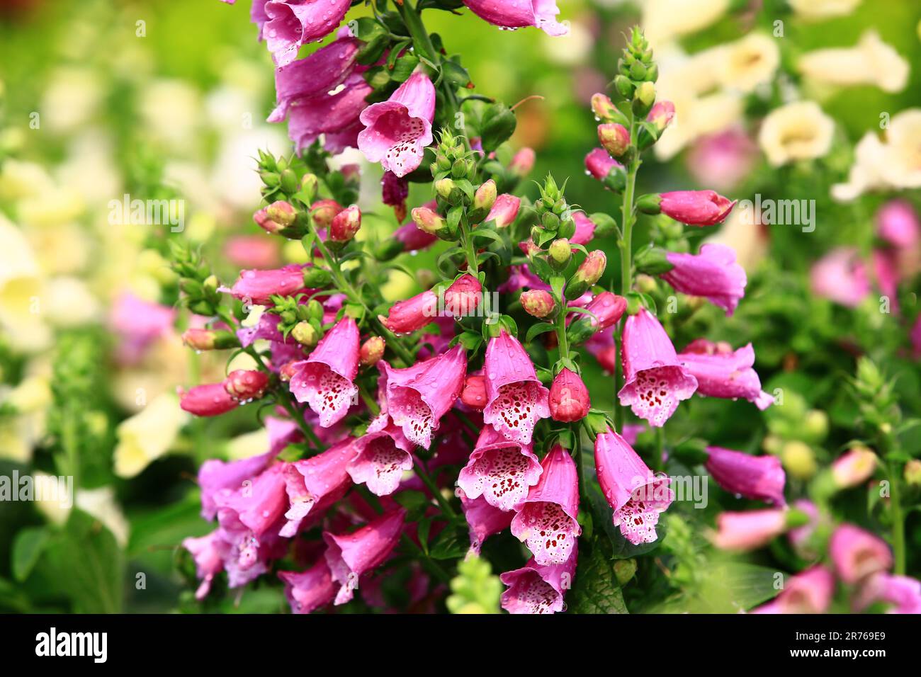 Fioritura colorati fiori di Foxglove comune, primo piano di viola con fiori di Foxglove comune bianco fiorire nel giardino Foto Stock