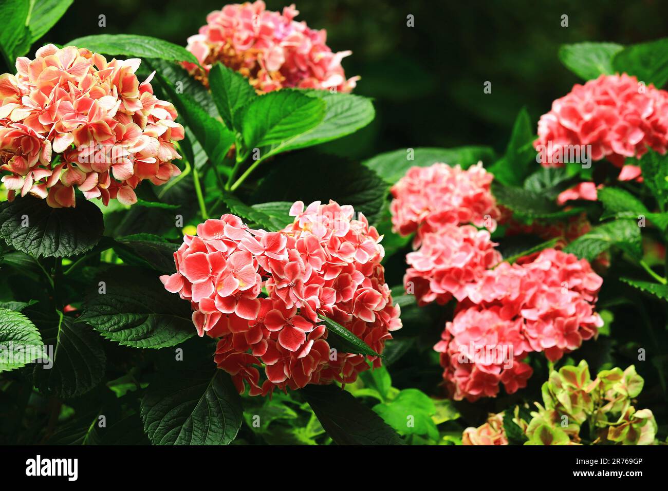 Rosa Hydrangea o Big-foglia Hyrdangea fiori con foglie verdi fiorire in giardino Foto Stock