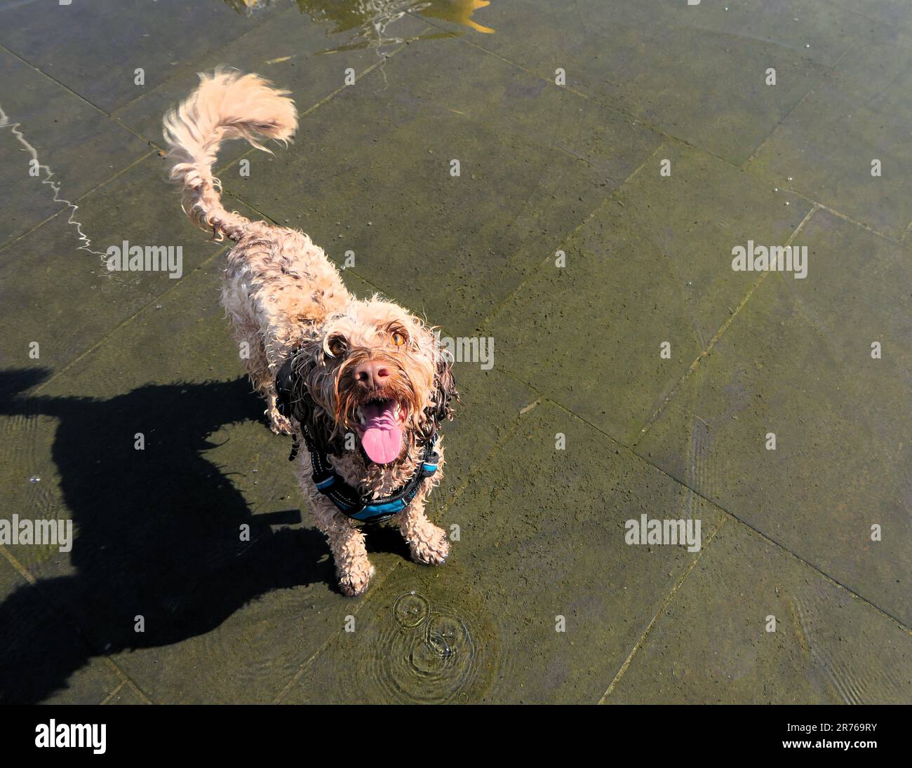 Cockapoo giocando nella fontana di Birmingham, Regno Unito Foto Stock
