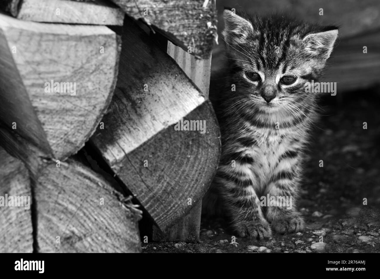 Un gattino che sbirciava da dietro la pila di legno in bianco e nero Foto Stock