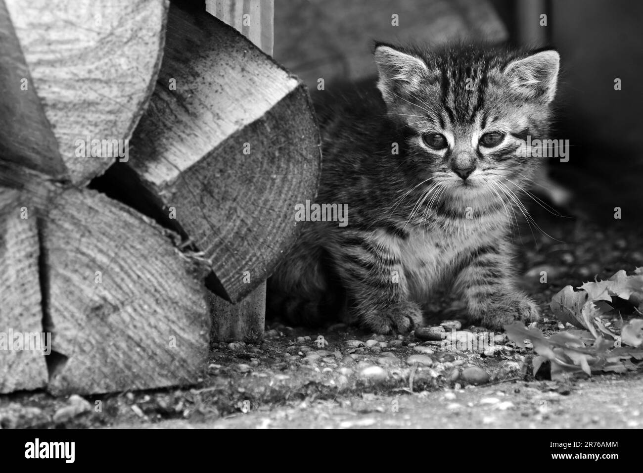 Un gattino che sbirciava da dietro la pila di legno in bianco e nero Foto Stock