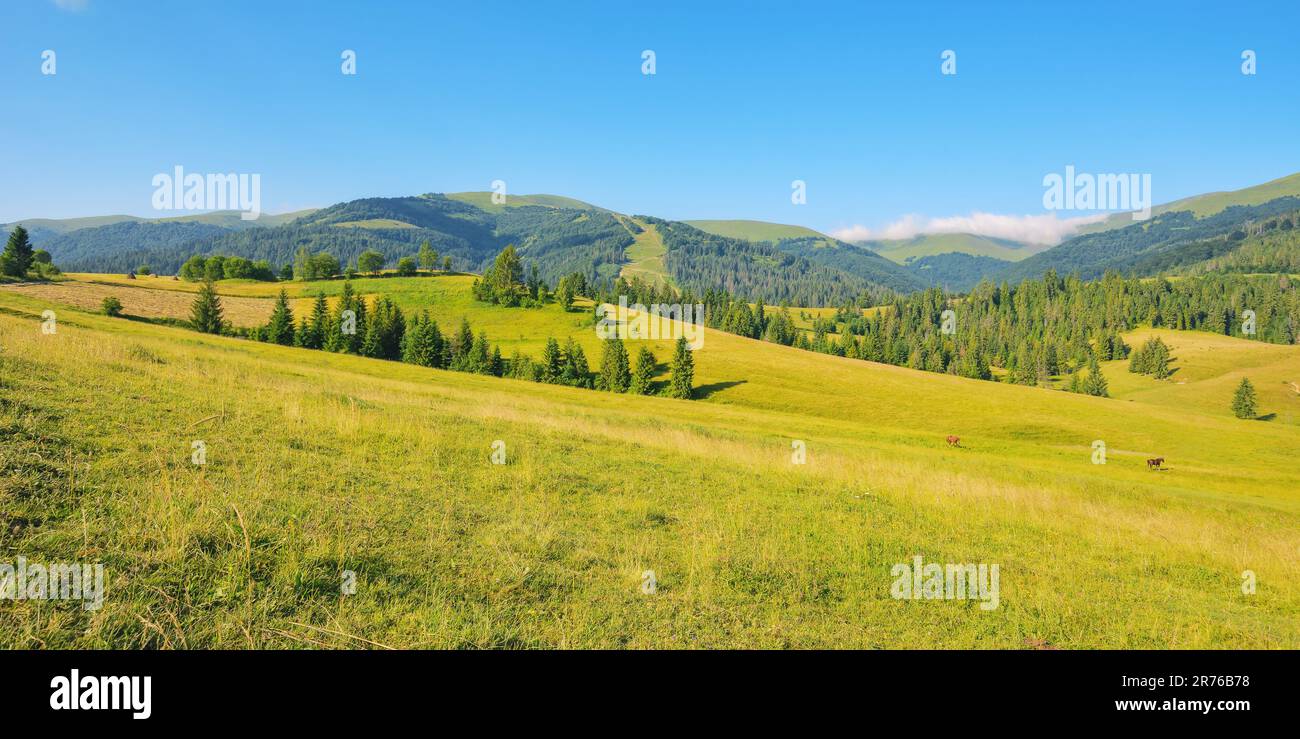 paesaggio di campagna con prato in montagna. ampio paesaggio rurale con campi verdi e colline boscose in una mattinata estiva Foto Stock