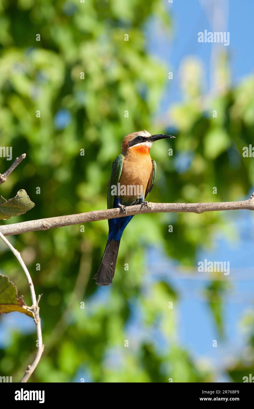 White Fronted Bee-Eater, (merops bullockoides) Parco Nazionale Chobe, Botswana Foto Stock