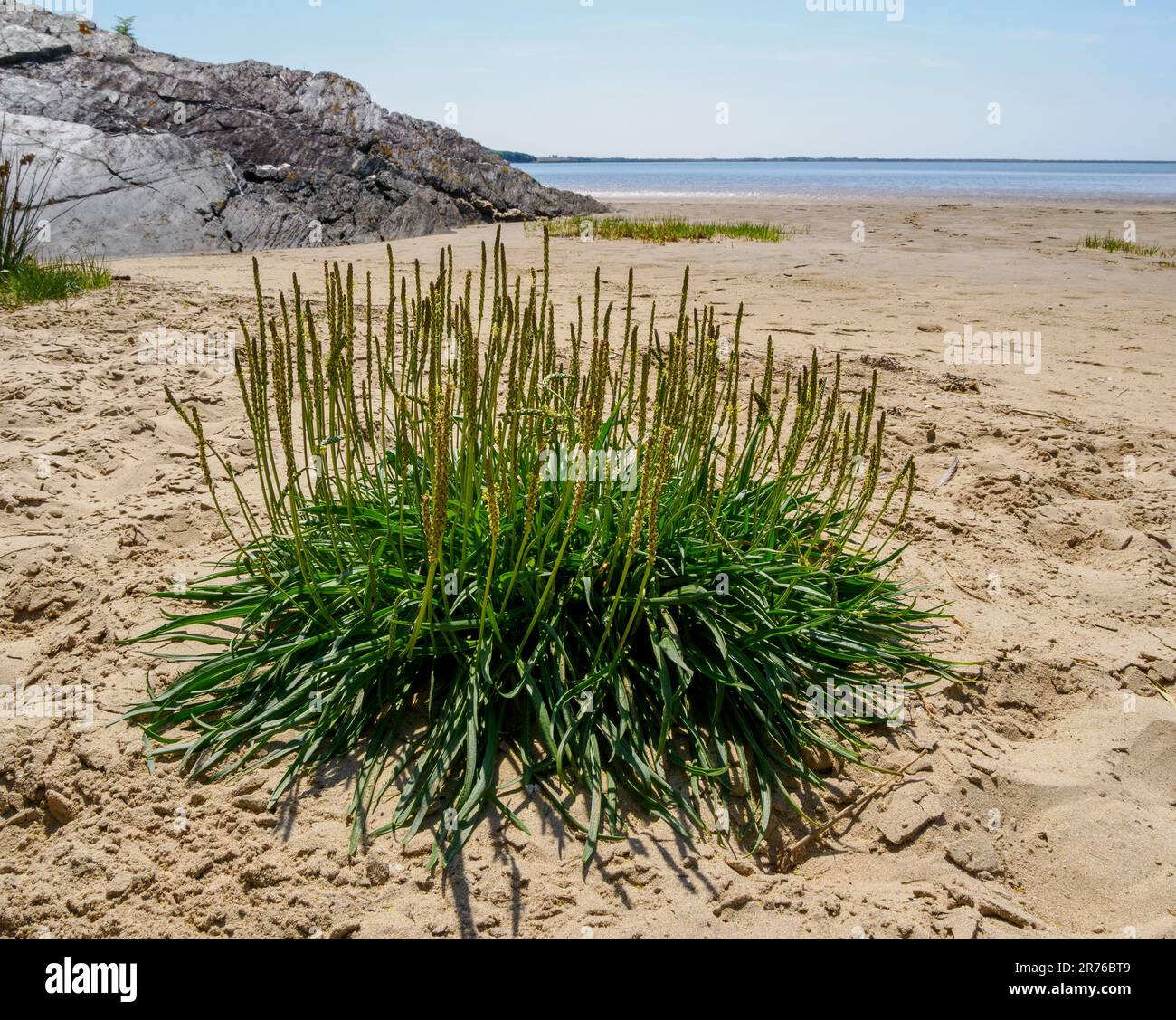 Sea Plantain Plantago maritima che cresce su una spiaggia sabbiosa di marea sulla costa del Galles del Nord, Regno Unito Foto Stock