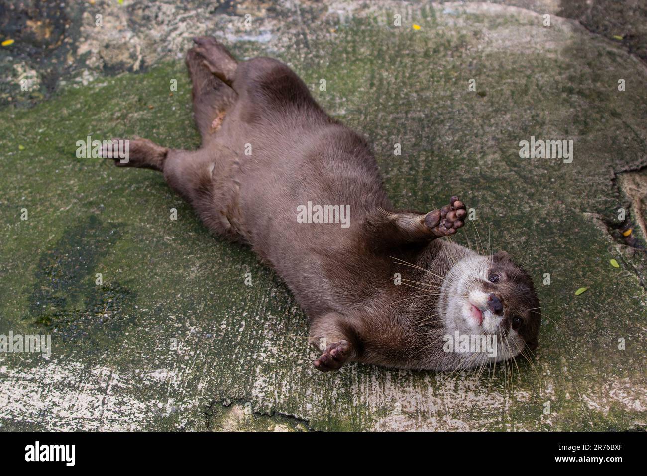 Bella lontra morbida e rilassante (Lutrogale perspicillata) Foto Stock