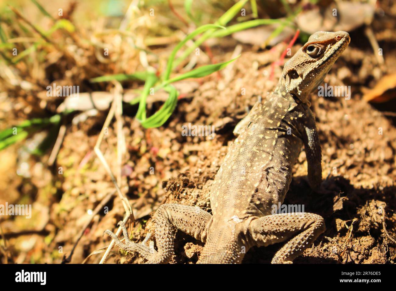 Brave piccola lucertola guardando la fotocamera da vicino. Primo piano rettile. Natura selvaggia concetto. Gecko a terra. Lucertola in erba. Concetto di fauna selvatica. Foto Stock