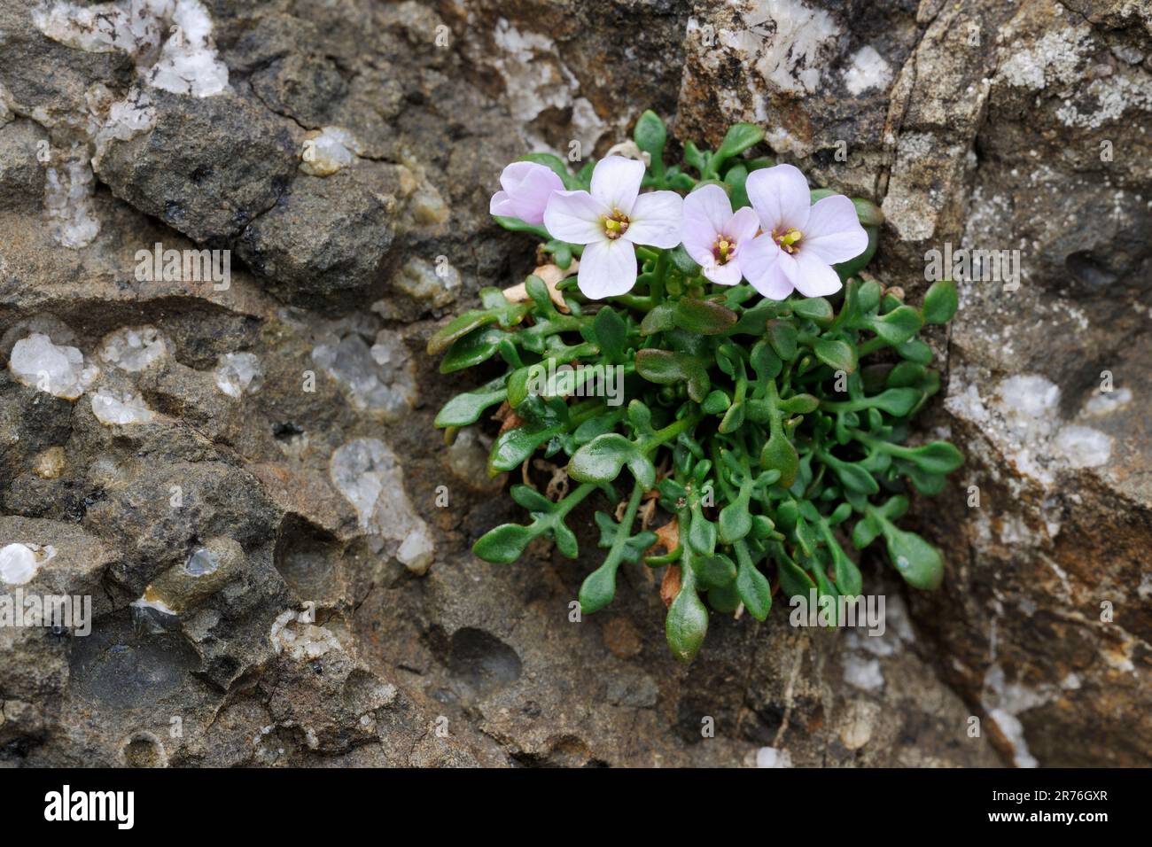 Rockcress settentrionale (Arabidopsis petrea) che cresce alla base del pinnacolo di Old Man of Storr sull'isola di Skye, Ebridi interne, Scozia Foto Stock