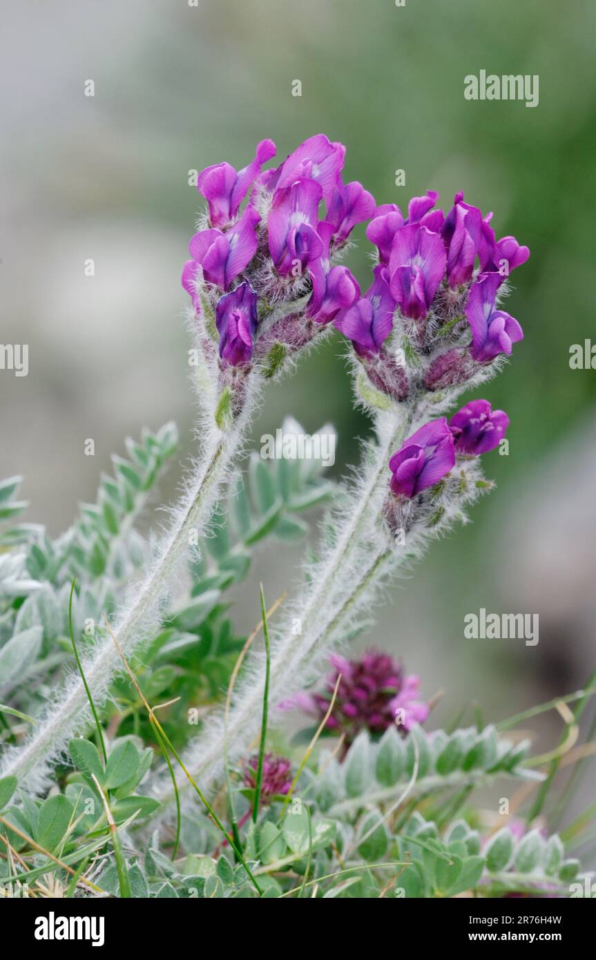 Purple Oxytropis / Mountain Milk-Vetch (Oxytropis halleri), Invernaver Special Area of Conservation, Torrisdale Bay, North Highlands, Scotland Foto Stock