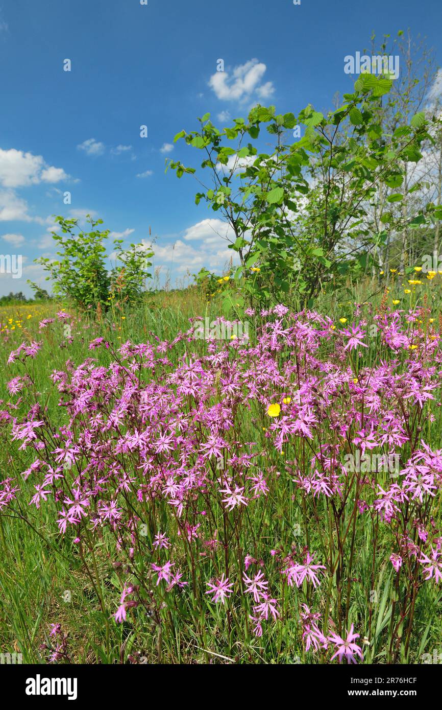 Ragged Robin (Lychnis flos-cucucucuculi) primo piano di fiori che crescono in profusione. Three Hagges Wood Meadow, North Yorkshire, Inghilterra, giugno 2021 Foto Stock