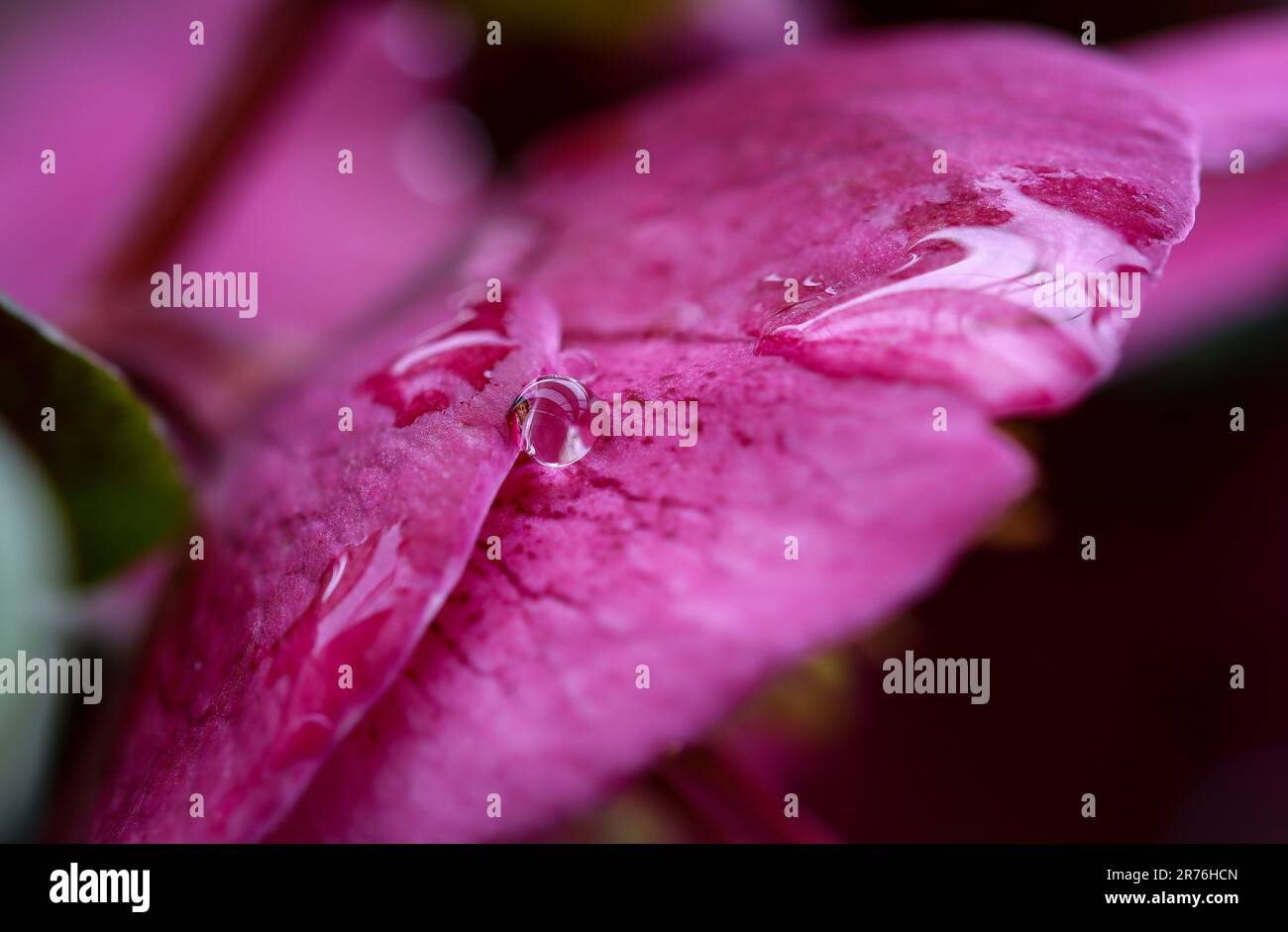 goccia singola di pioggia su un fiore Foto Stock