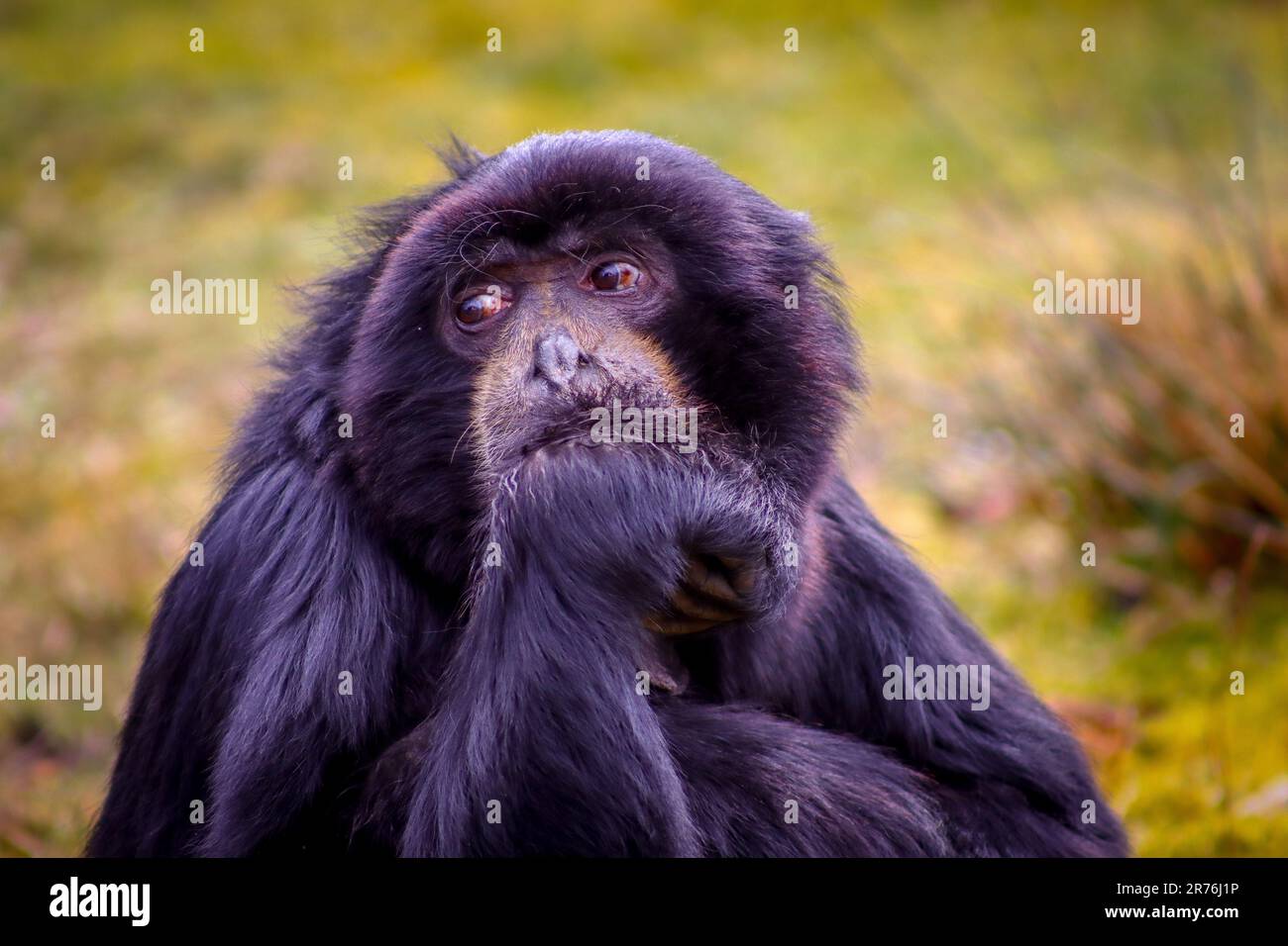 ritratto di una scimmia pensante Foto Stock