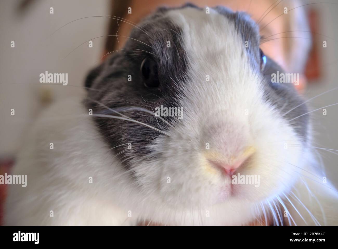Adorabile musetto bianco e grigio nano domestico coniglio closeup. Simpatico animale domestico. Coniglietto di Pasqua Foto Stock