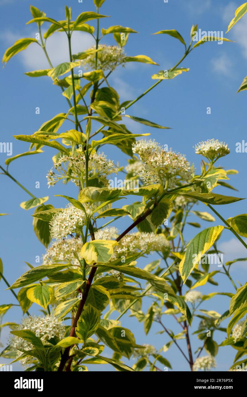 Dogwood rosso abbaiato, Dogwood Tatariano, Dogwood siberiano, Dogwood rosso Twig, fioritura, Arbusti, Cornus alba "Hedgerows Gold" Foto Stock