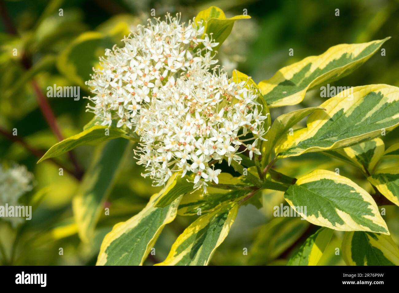 Dogwood Cornus "Hedgerows Gold" Cornus Flower Cornus alba "Hedgerows Gold" Flower Dogwood Cornus Shrub White Yellow Leaves Markets Dogwood Flower Foto Stock