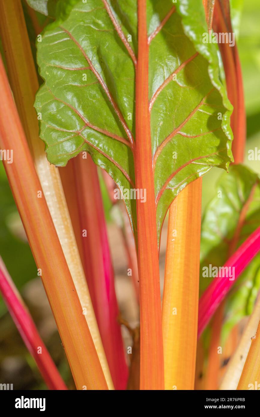 Arcobaleno viticoltura in un giardino estivo. Foto Stock