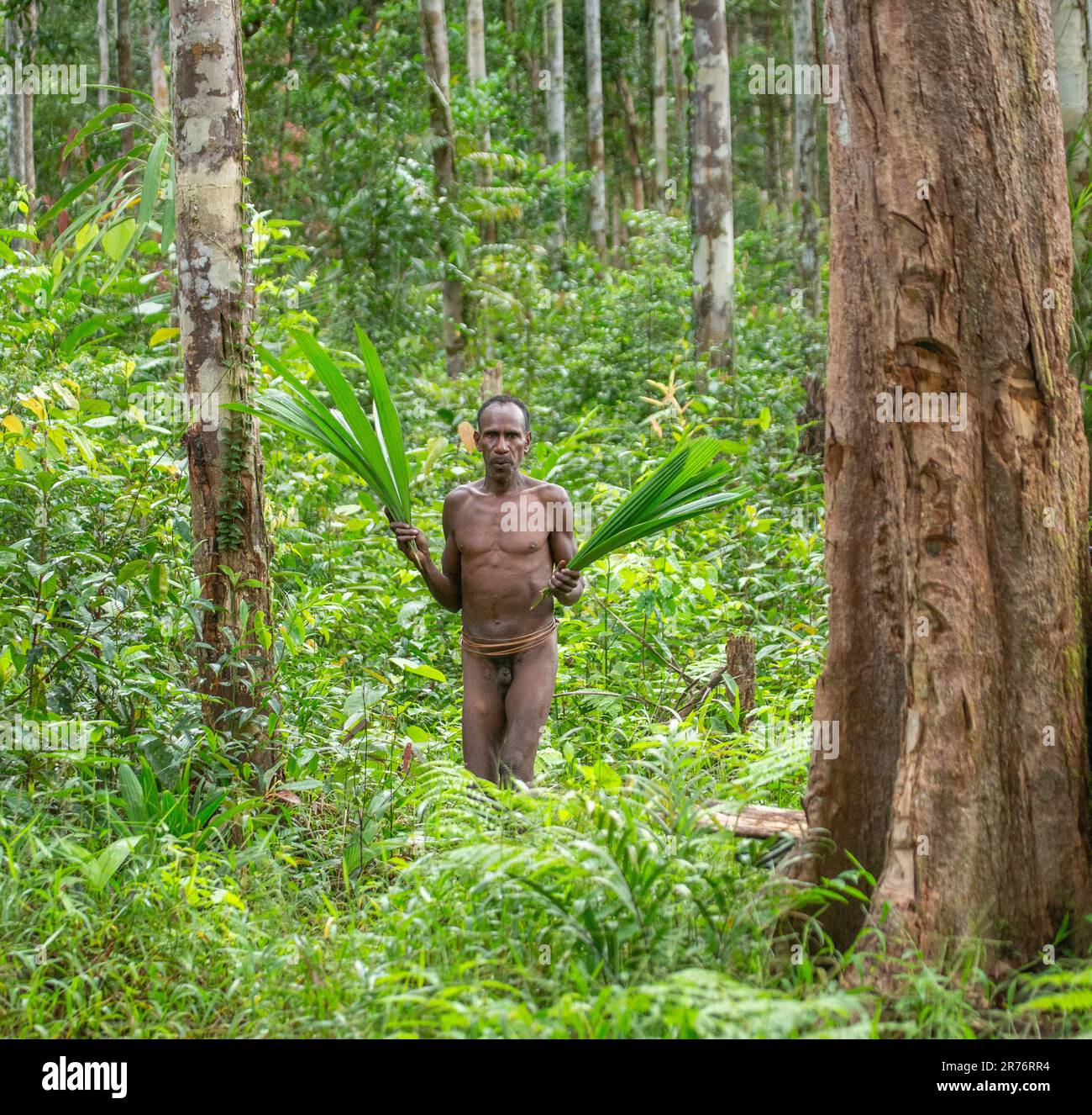 L'uomo Korowai esce dalla giungla con le foglie di palma nelle sue mani. Tribù di Korowai (Kombai , Kolufo). Foto Stock