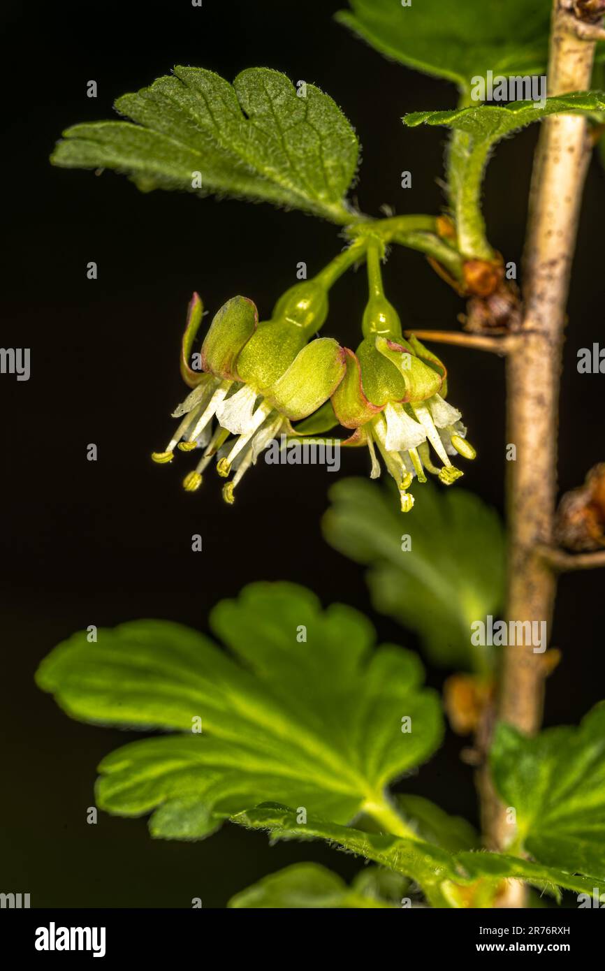 Uva spina europea (Ribes uva-crispa) Fiori Foto Stock