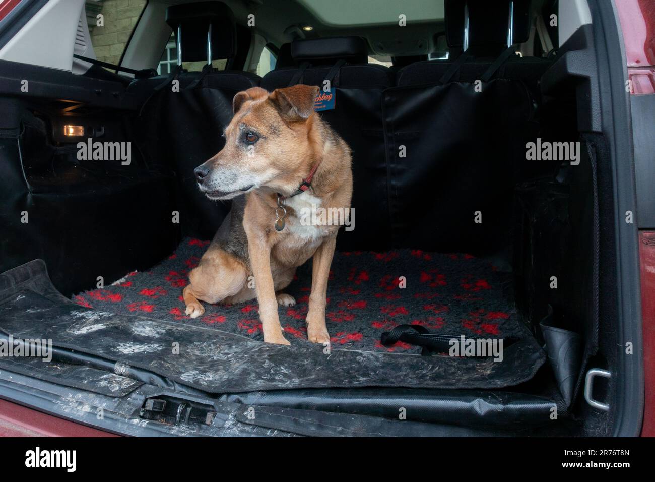 Cane anziano seduto nel bagagliaio aperto di un'auto berlina con copriscarpe e un tappetino per cani. REGNO UNITO Foto Stock