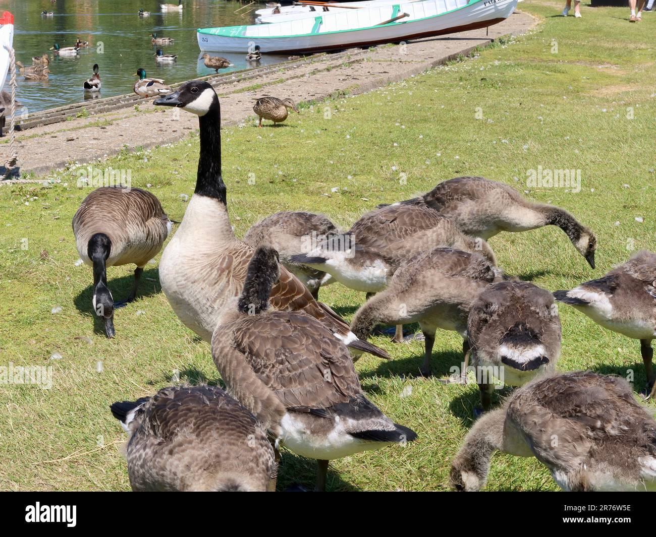 Thorpeness, Suffolk, Regno Unito - 13 giugno 2023 : Una grande famiglia di oche e canne canadesi accanto al lago di mare. Foto Stock