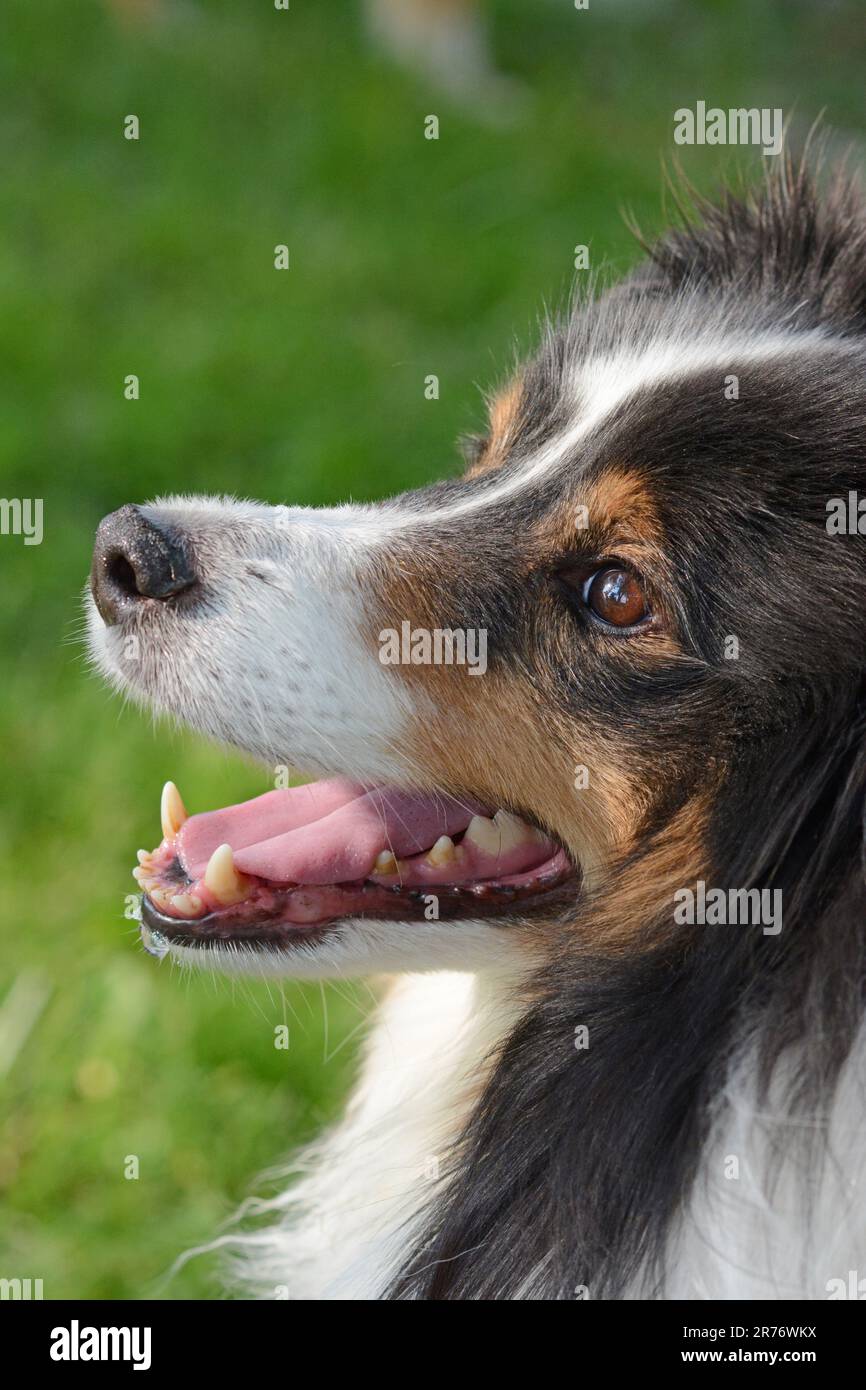 Primo piano di un cane Shetland Sheepdog a tre colori (sheltie). Occhi luminosi e 'mimante'. Capelli lunghi. Verticale con vista laterale. Foto Stock