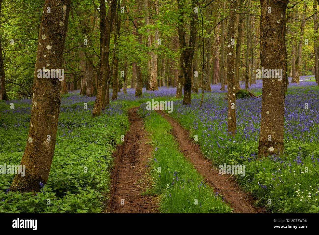 Legno Flakebridge in primavera, in Cumbria Foto Stock