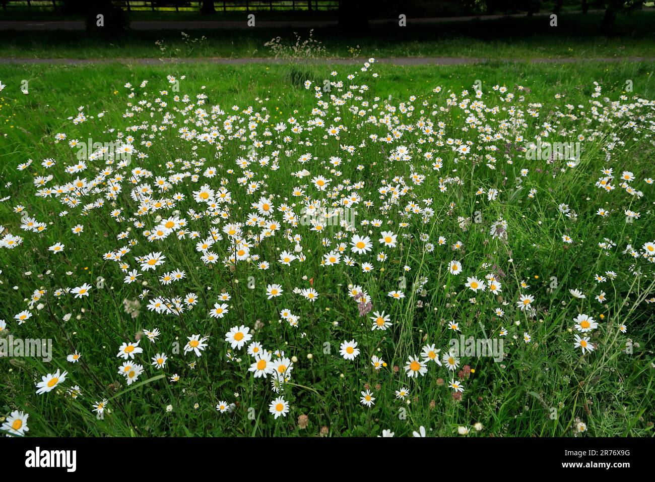 Marguerites (Leucanthemum vulgare) in erba prata, Galles del Sud. Giugno 2023. Estate Foto Stock