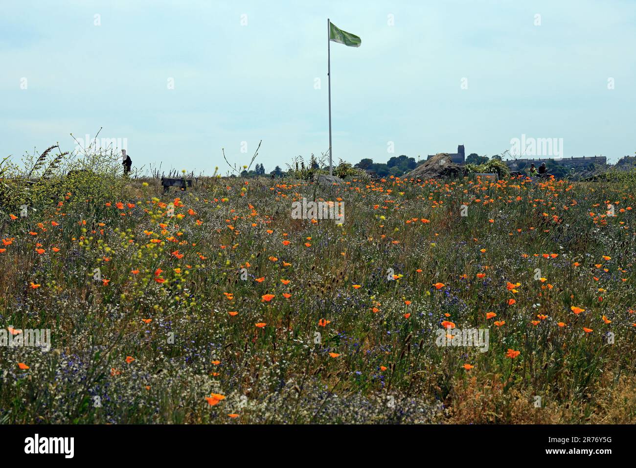 Green Spaces Award 2022 / 2023flag su Cardiff Bay Barrage con prato di fiori selvatici con papaveri. Cardiff. Giugno 2023. Estate. cym. Foto Stock