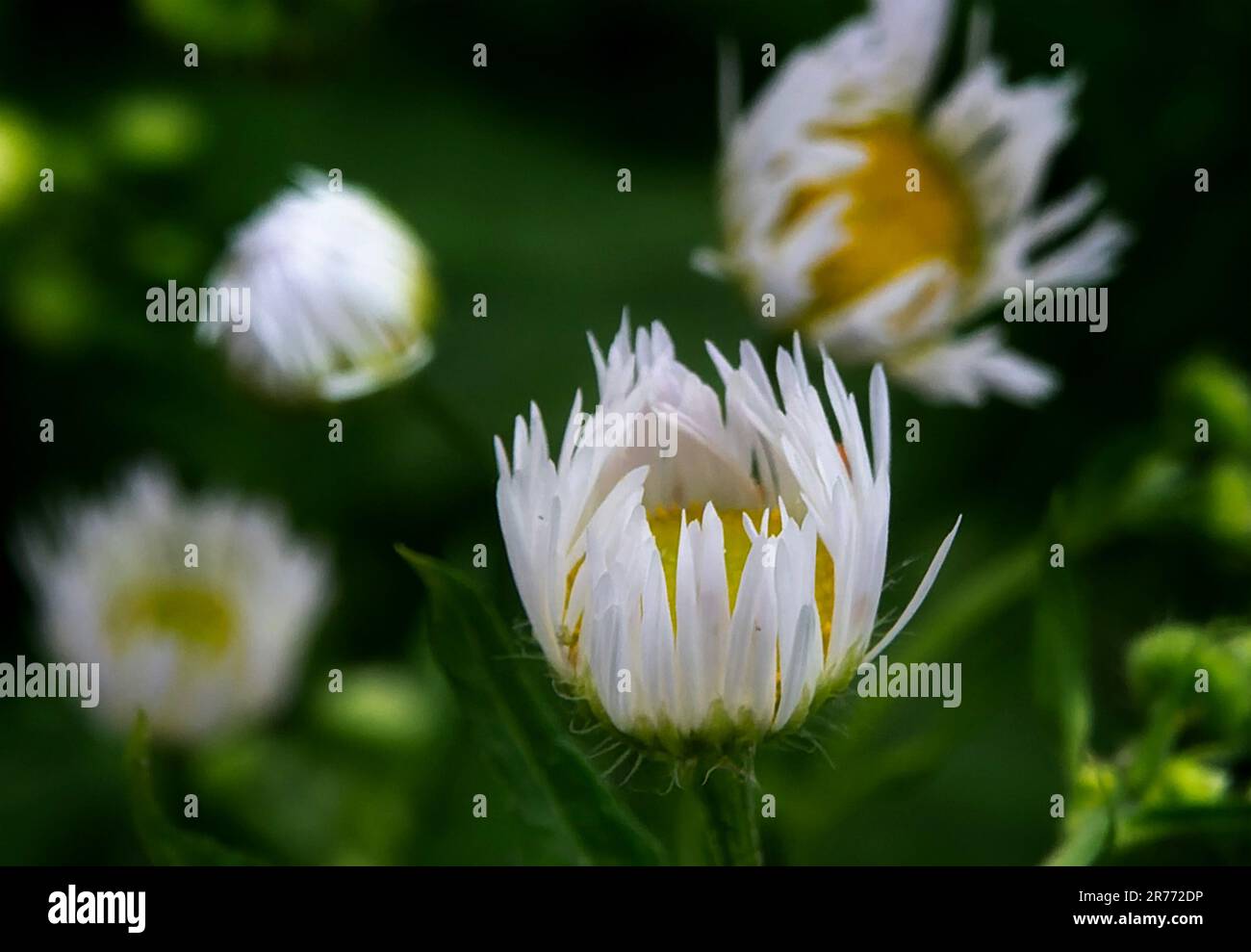 Una piccola Shasta Daisy sta per aprire Foto Stock