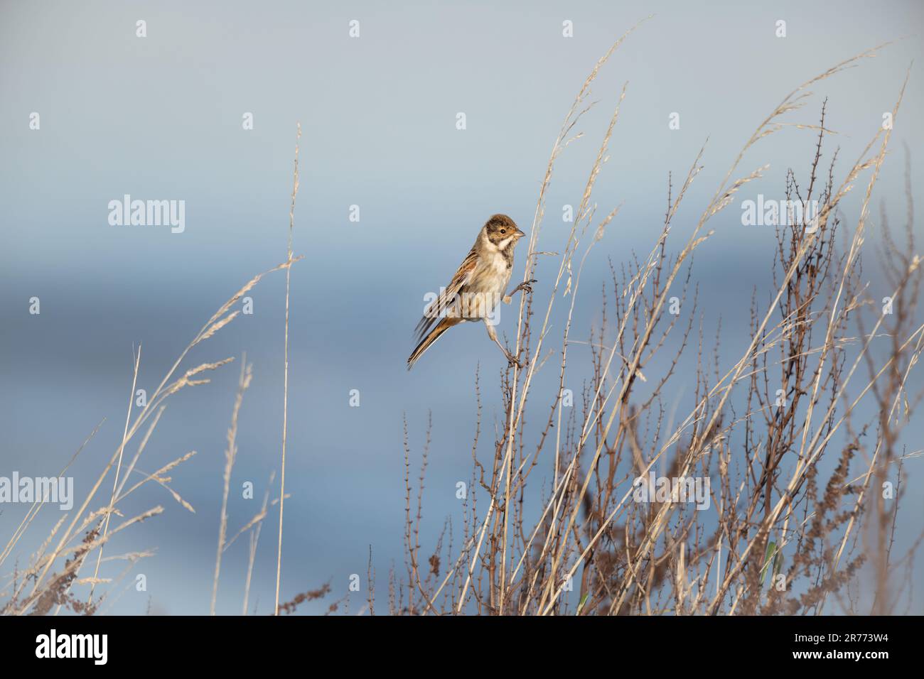 Un piccolo gruppo comune di canneti appollaiati in cima ad un'alta erba marrone in un ambiente naturale all'aperto Foto Stock