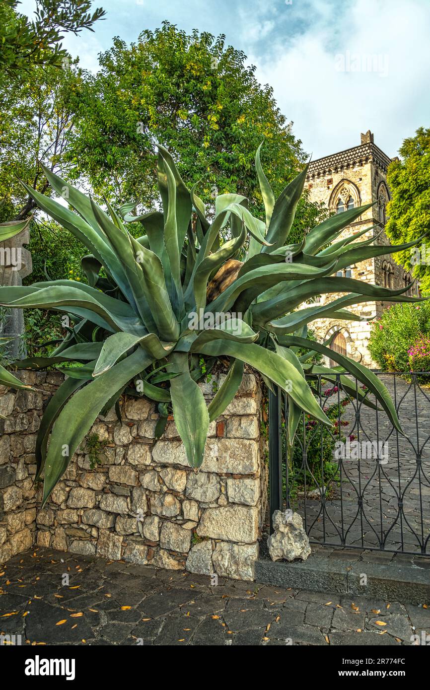 Grande pianta di Agave, Agave salmiana otto ex Salm-Dyck, della famiglia delle Asparagacee a Palazzo Duchi di Santo Stefano di Taormina, Taormina, Messina provino Foto Stock