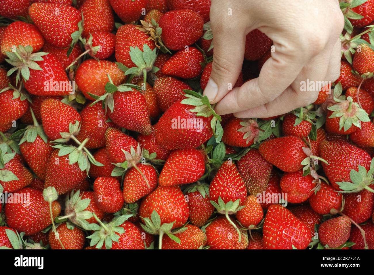 Una donna che prende una fragola da un grande mucchio di fragole biologiche appena raccolte. Primo piano. Foto Stock