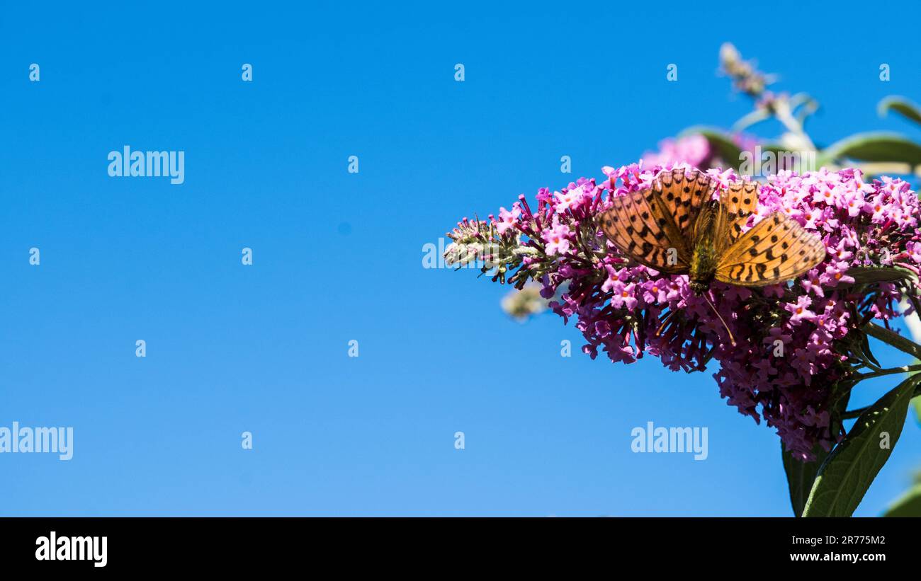 Farfalla vibrante appollaiata in cima a un fiore viola profondo in un cielo blu immerso nel sole Foto Stock
