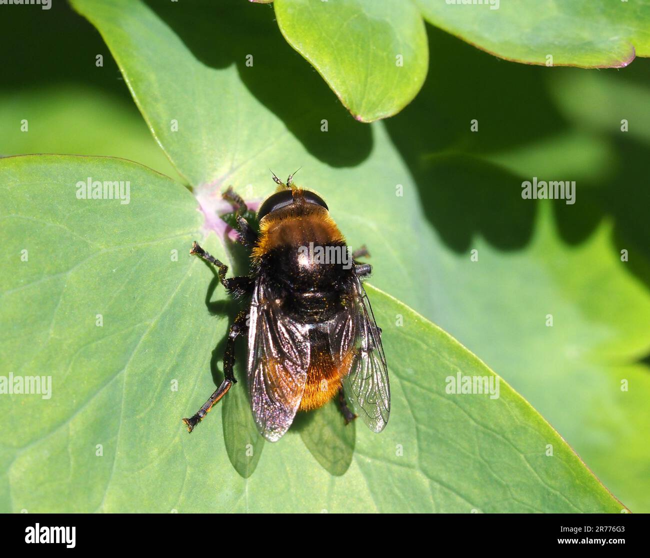 Narcissus Fly, Merodon equestris, a riposo su foglie verdi in un giardino nel Galles occidentale. Foto Stock