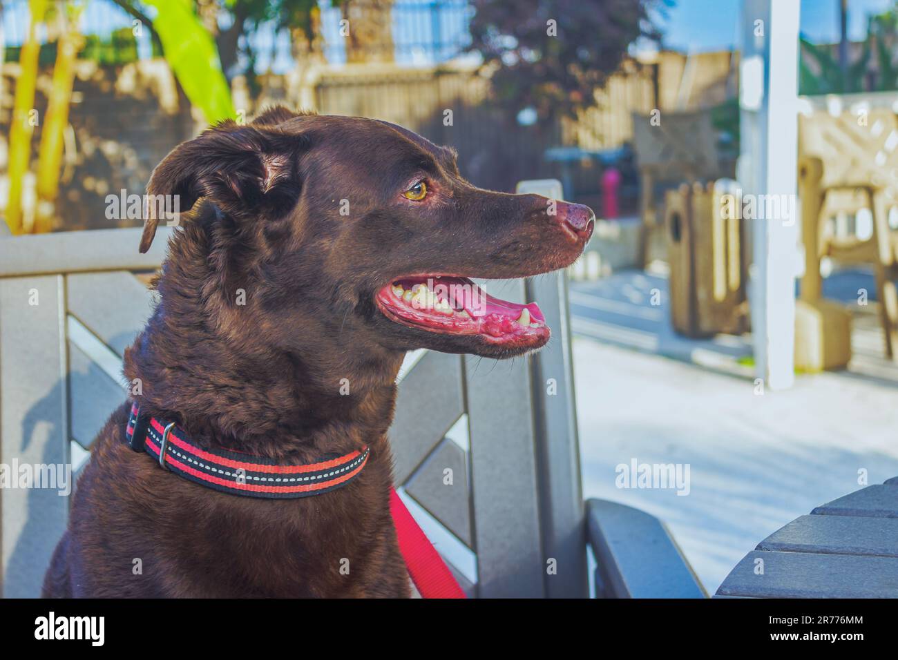 Bella, un accattivante mix di Labrador, siede su una sedia da patio, incantata da una vista prima del tramonto Foto Stock