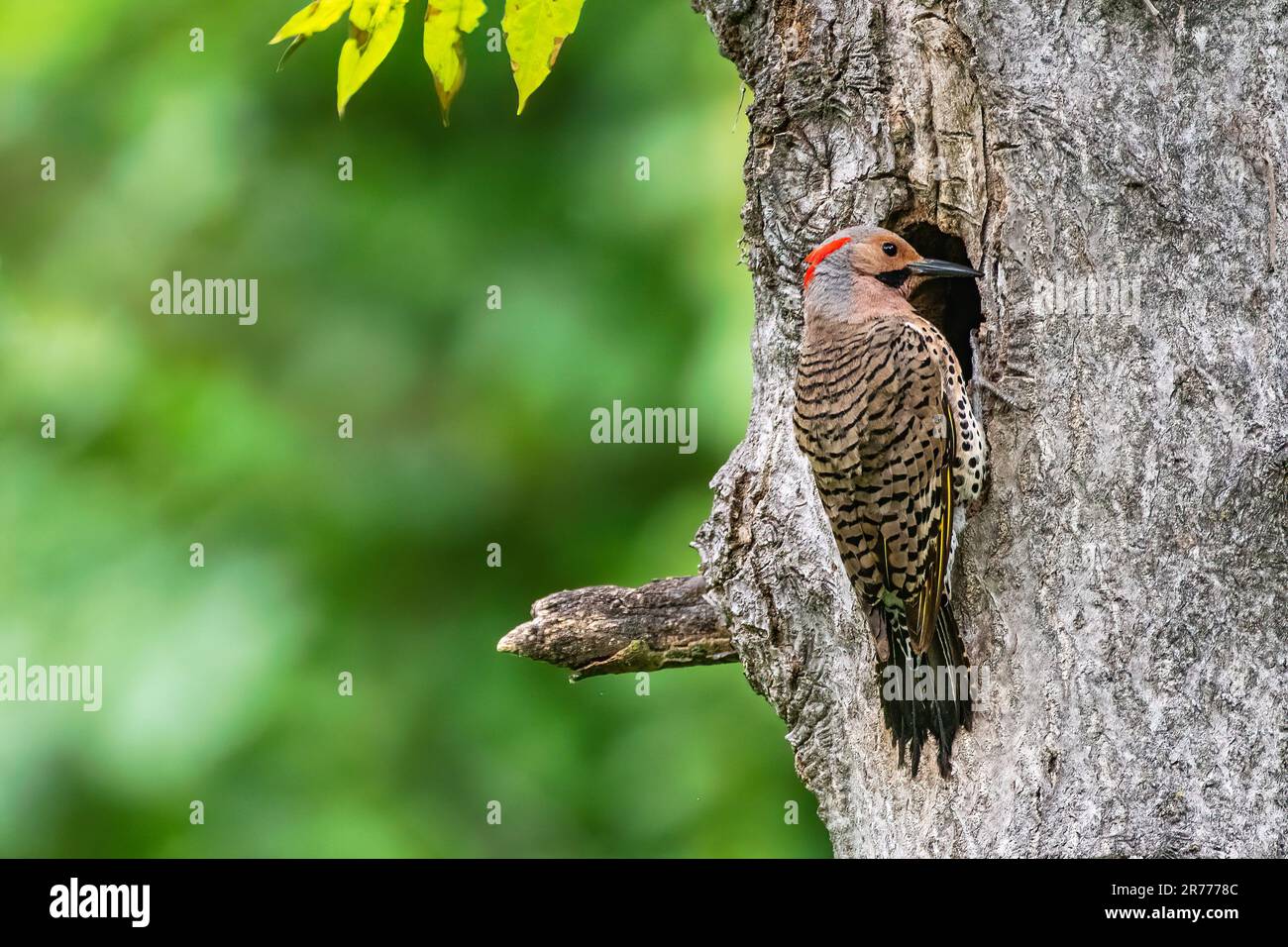 Maschio sfarfallio settentrionale nel sito del nido Foto Stock