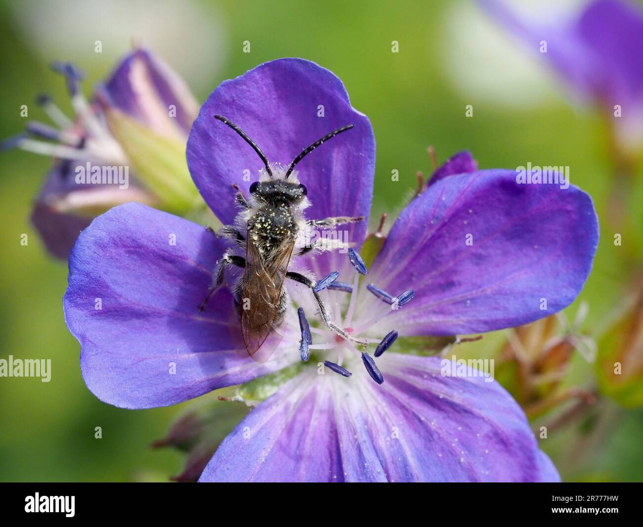 Ashy Mining Bee, Andrena cineraria, che si nutre di fiori di geranio blu. Foto Stock