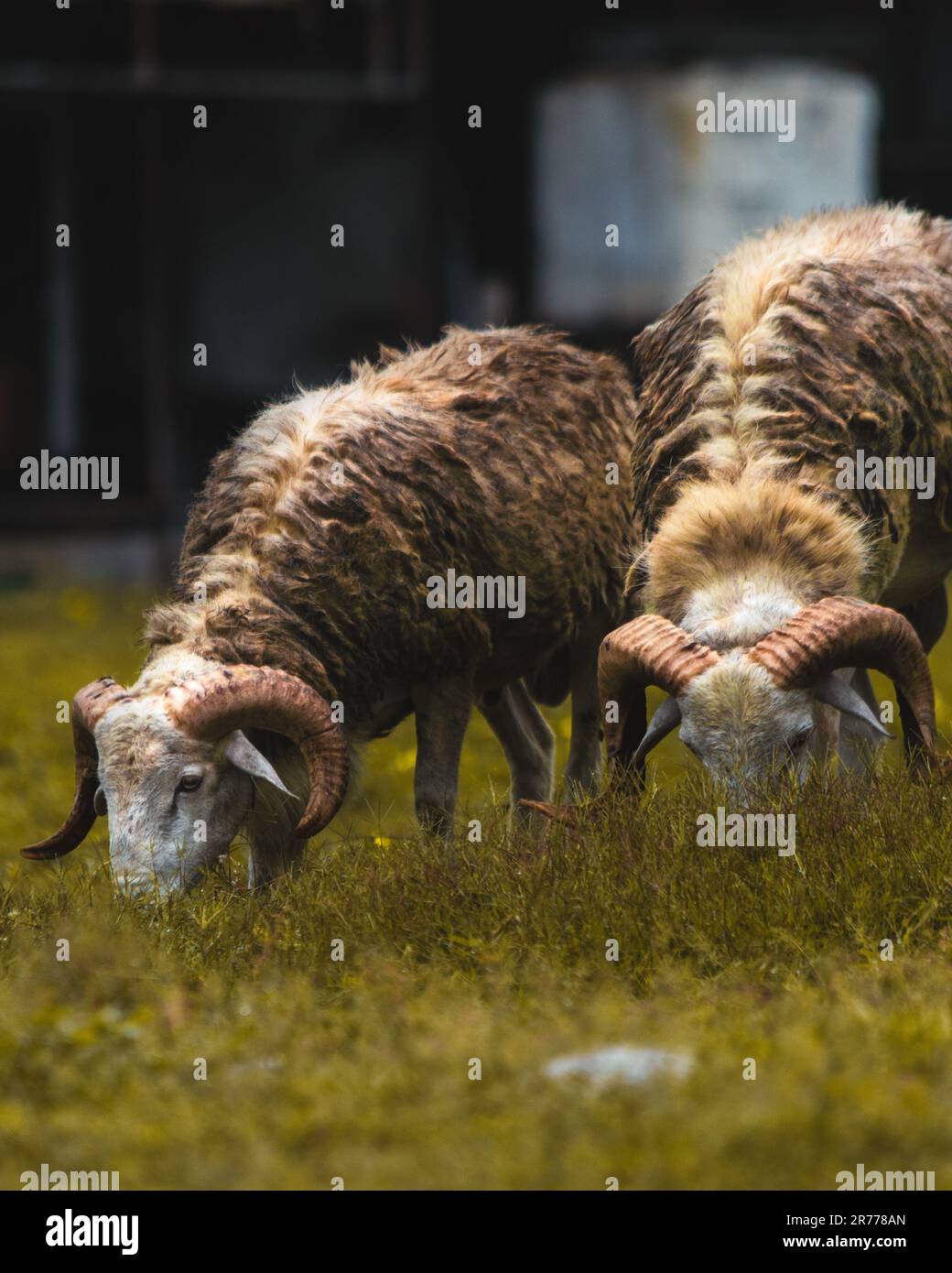 Primo piano di due capre addomesticate che pascolano su erba verde Foto Stock