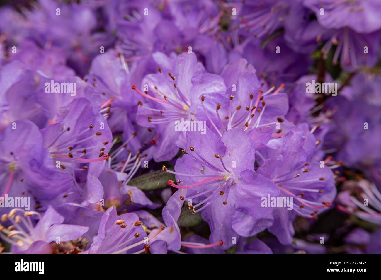 WA2336-00...WASHINGTON - Fiori rosa di un rododendro rosa della roccia in fiore. Fotografato con un Lensbaby Sweet Spot. Foto Stock