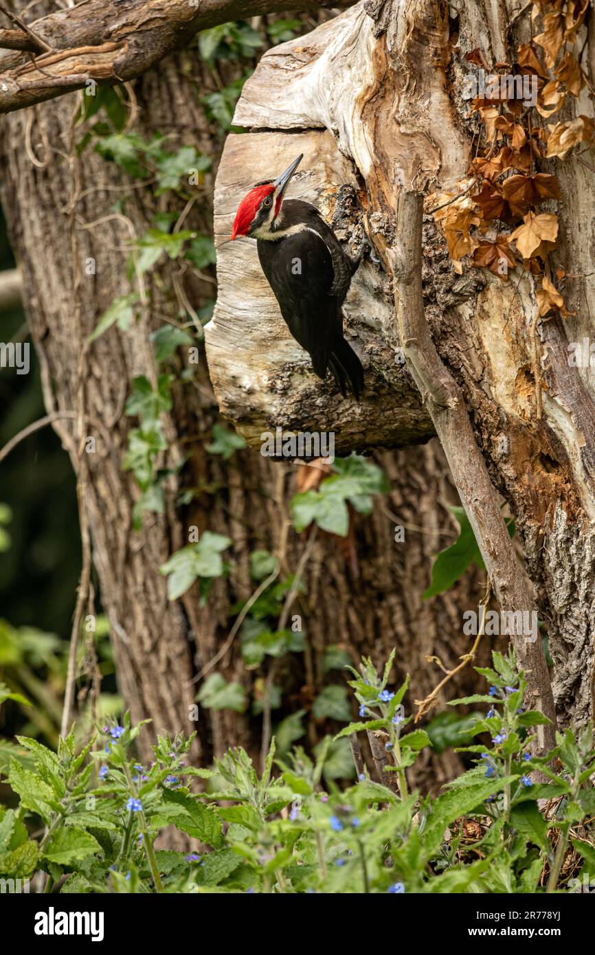 WA23378-00...WASHINGTON - Un pecker di legno pileated che screarching per gli insetti su un vecchio, putrefolo, acero della foglia grande. Foto Stock