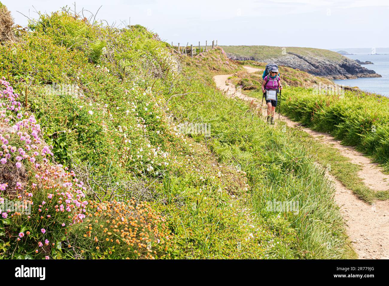 Escursione femminile a piedi sul Pembrokeshire Coast Path National Trail a St non's Bay sulla penisola di St David nel Pembrokeshire Coast National Park. Foto Stock