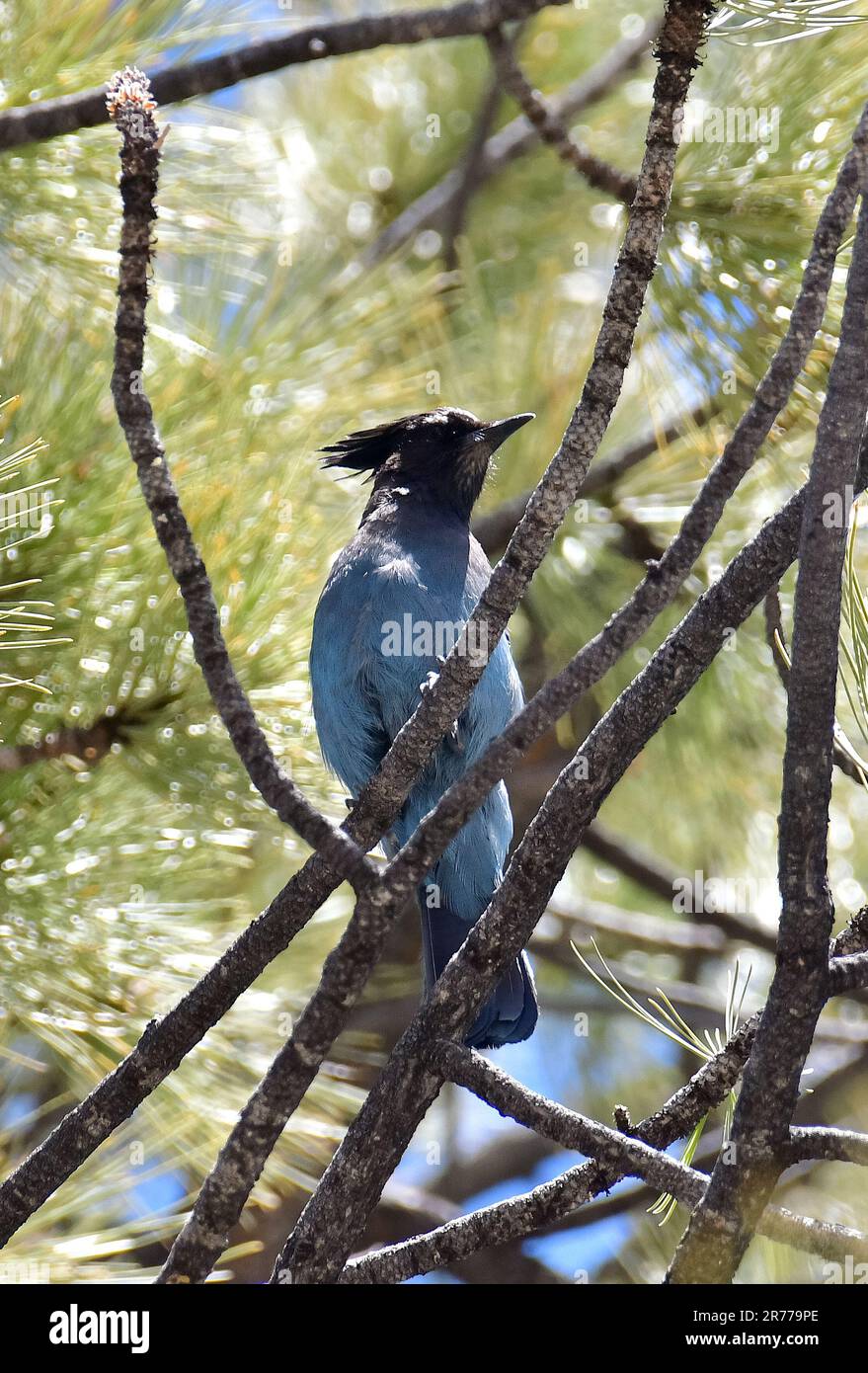 Steller's Jay, pine Jay, Diademhäher, Geai de Steller, Cyanocitta stelleri, bóbitás szajkó, Bryce Canyon National Park, Utah, Stati Uniti, Nord America Foto Stock