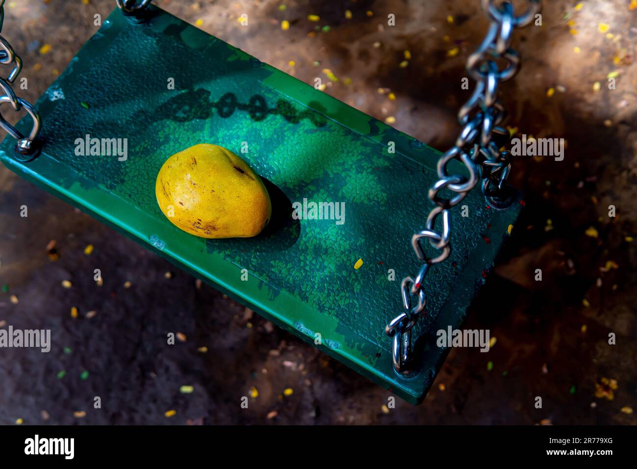 Un lussureggiante mango, arroccato graziosamente su un altalena verde, richiama con i suoi colori brillanti e offre una deliziosa sinfonia di sapori. Foto Stock