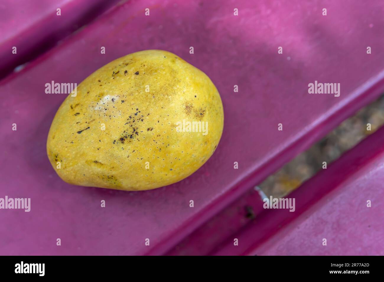 Un succoso mango giallo con morbida pelle baciata dal sole si trova con grazia su una panchina rosa in un vivace parco. Foto Stock