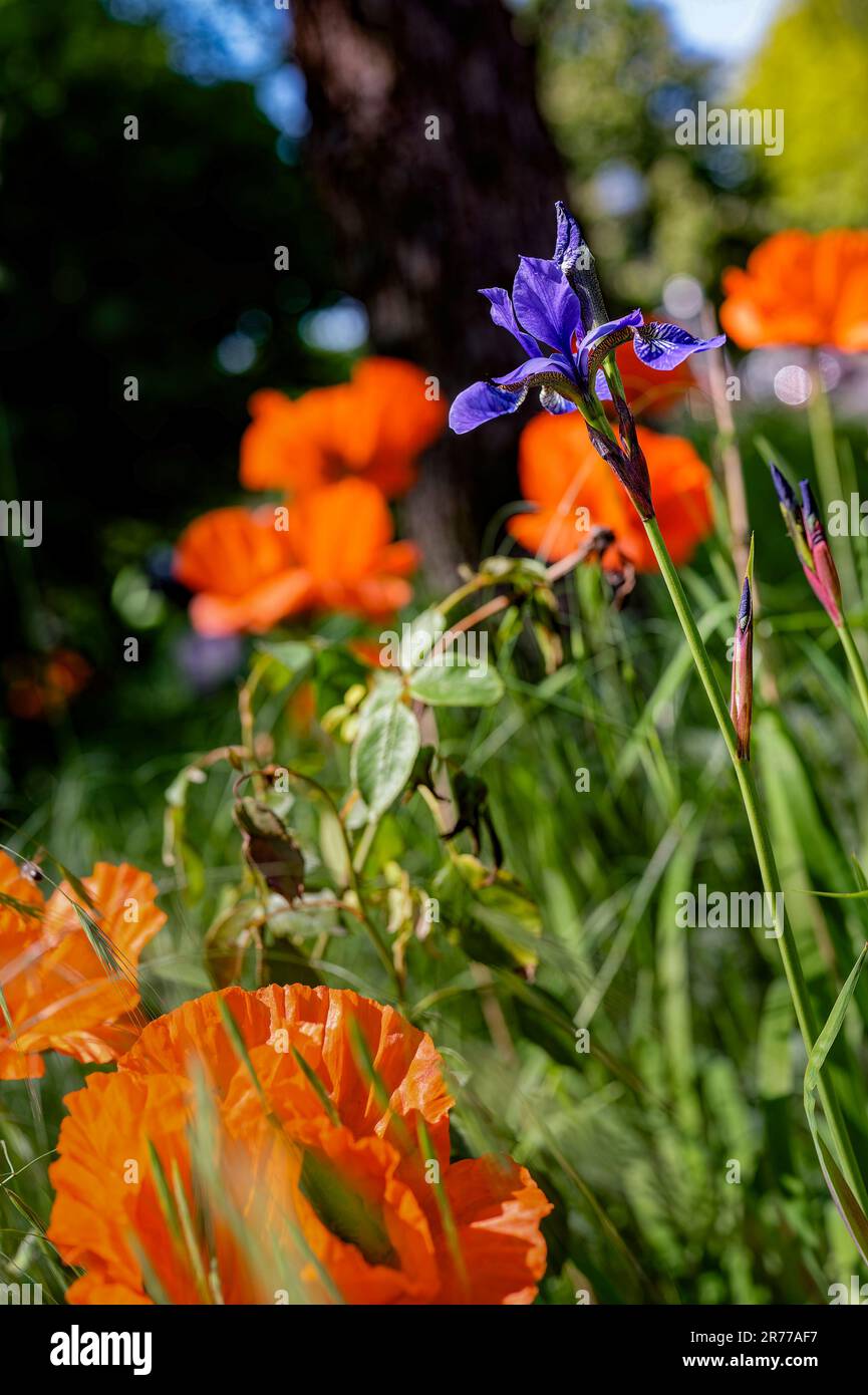 Iride viola (Iris sibirica) in un prato con papaveri arancioni al sole. Foto Stock