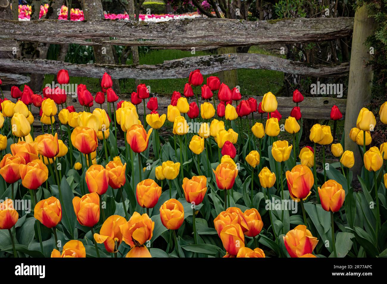 WA23394-00...WASHINGTON - tulipani colorati fiancheggiano la tradizionale recinzione di cedro all'esterno della Roosengaarde Tulip and Bulb Farm. Foto Stock