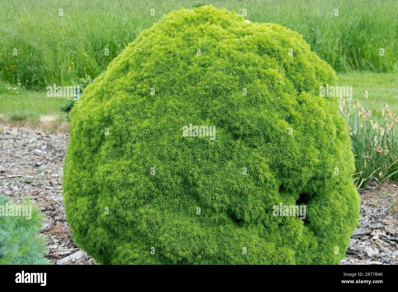 Picea glauca 'Alberta Globe' forma sferica, Giardino Foto Stock